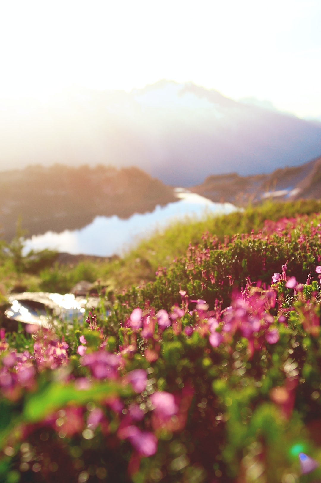 Mountain flowers with a river valley in the background